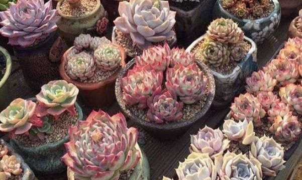 阳台上的一盆多肉植物“撑裂”成这个样子我以为只是淋雨淋的