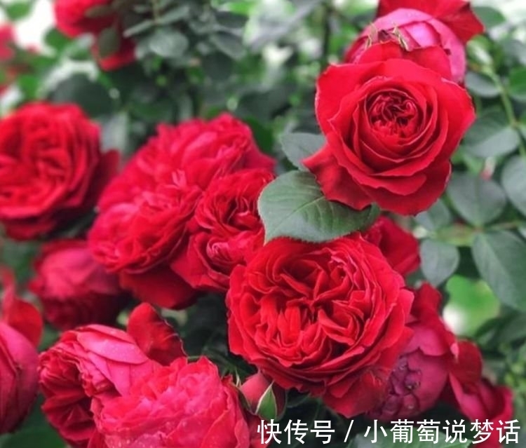 龙沙宝石|4种花颜值高又好养,随便一养成花海,花开一茬接一茬!