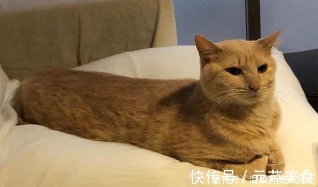 日本|哈哈哈!听说又有沙雕猫被日本手办大佬盯上了!