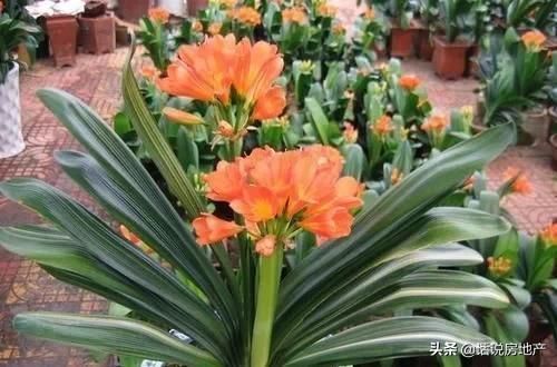 疯长|这种过期药片扔花盆里,不管多蔫的花一个劲疯长,不黄叶不烂根