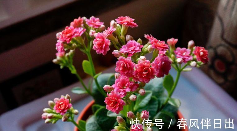 花友|长寿花立秋后养护有讲究,浇水施肥都不能急,把握好时机才能爆盆