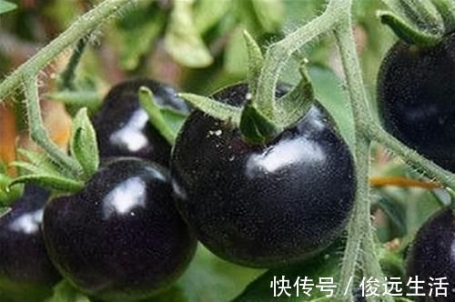 圣女果|女性到了中年常吃3种食物,软化血管,降压减脂,好处多多