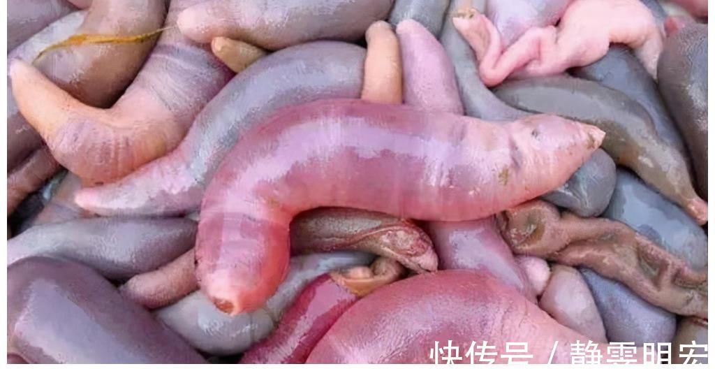 来自星星的你|被丑耽误的4种海鲜，实则是“天下奇鲜”，全吃过才是真正海边人