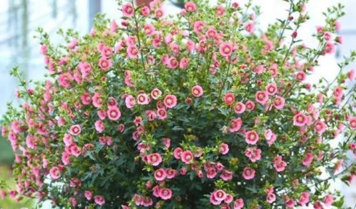 3种花开起花来拦不住,花朵鲜艳漂亮,最适合夏天养,香飘满院