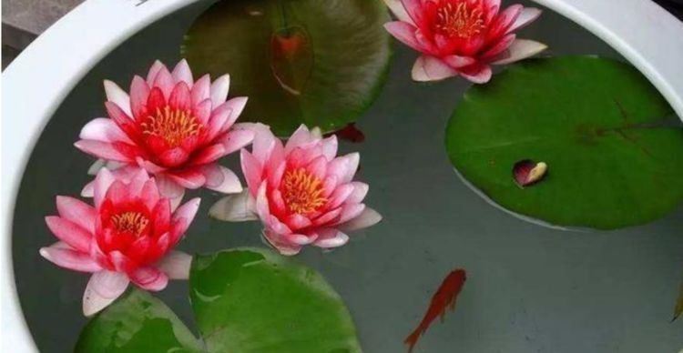 长寿花|聪明人都养4种花,看了就让人沉醉,年年开花不断,美