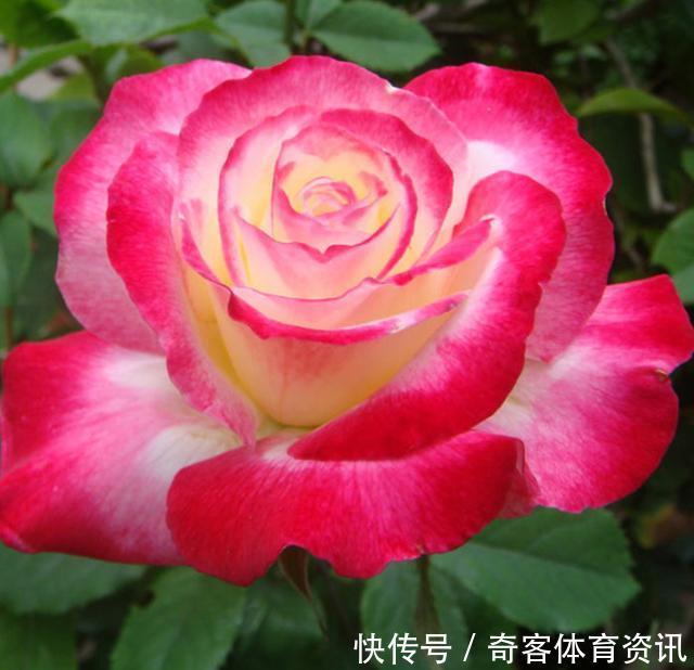 贵族|花朵超大的3种花,是月季中的贵族,花香浓郁,养出高级感!