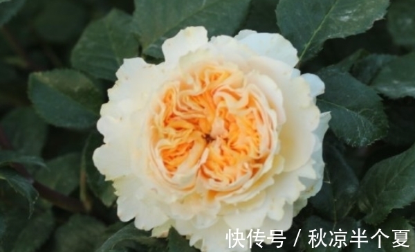 生肖|10月15日开始,吉星照耀,财源滚滚,好事接连不断,生活美满