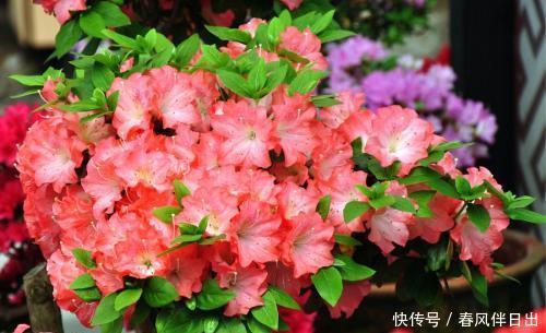 养花别贪小便宜,6种花草再喜欢也别买,不对版养不活白费力!