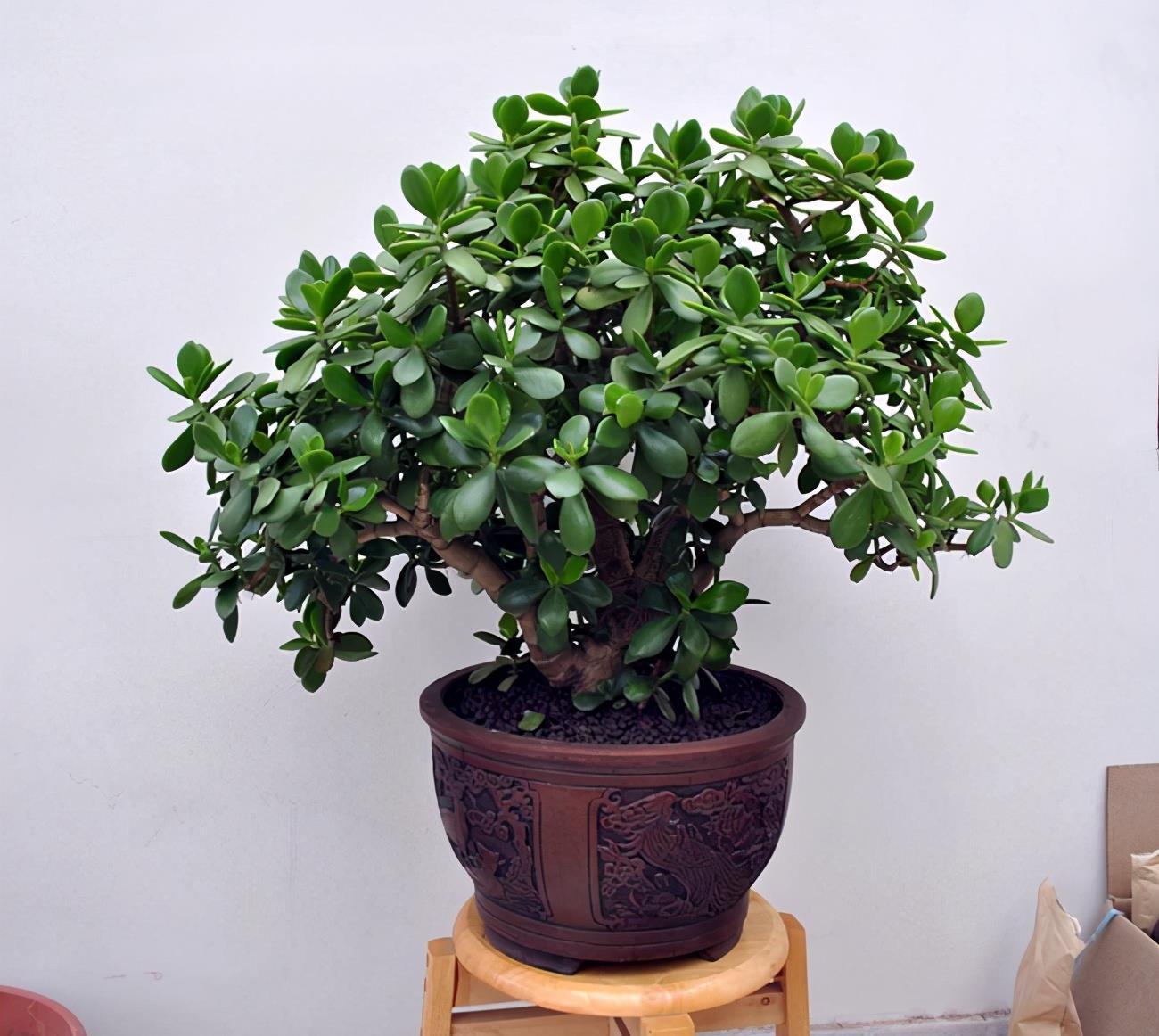 浇水|玉树很精致，养护出现问题，你这么解决就好