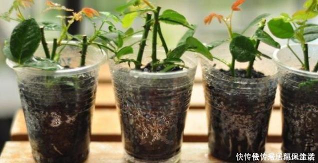 白糖|“扦插”不生根给它放点“调料”，枝条泡一泡，3天冒出大白根