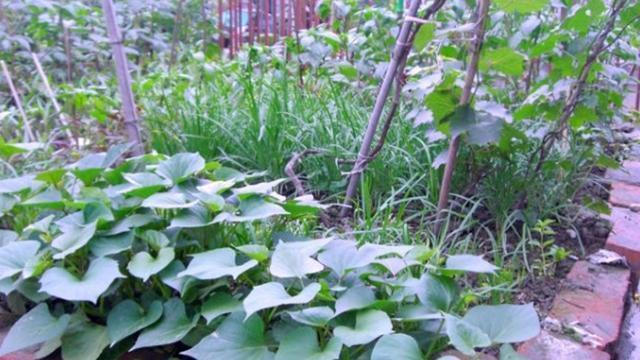 小菜園|想長壽，肝得好！2樣每天吃兩口，肝炎、肝硬化離得遠遠的