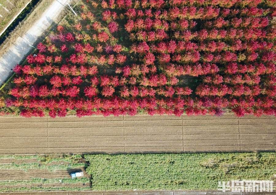 田野|赏红枫正当时