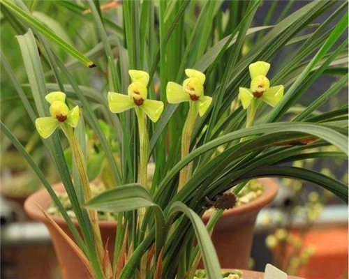 喜欢养兰花却不会买教你3个挑选兰花的妙招，健康易养活