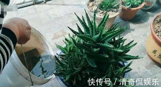 侧芽|养芦荟,“脾气”爆,一言不合爆满小崽,砍掉小芽变“大树”