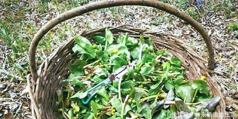 黄花菜|河边一种“黄花菜”,以前当杂草,如今30元1斤别错过