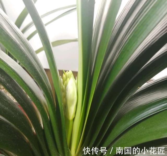 满盆|养长寿花君子兰蟹爪兰,做好“二大一勤”,枝繁叶茂,花开满盆