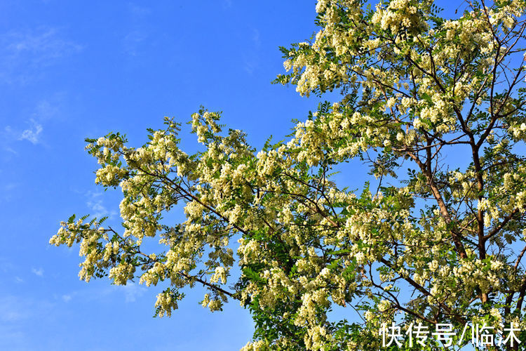 情定三生|美丽的苍马山