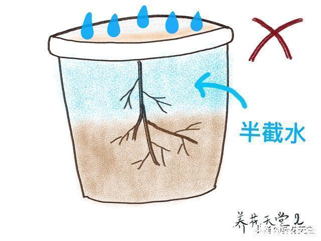 7种常见的浇水方式，不仅新手不懂，有些人养花10年都没搞清楚