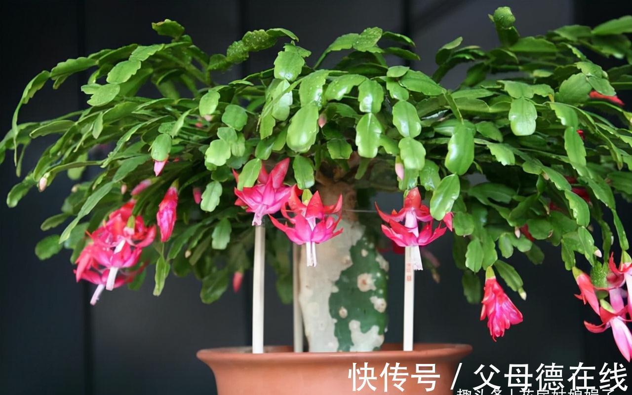 蟹爪兰处在开花期,这5件事要避免,做错了对蟹爪兰伤害很大