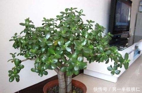 玉树|多肉植物也好看,4种多肉美观大气,不输观花植物