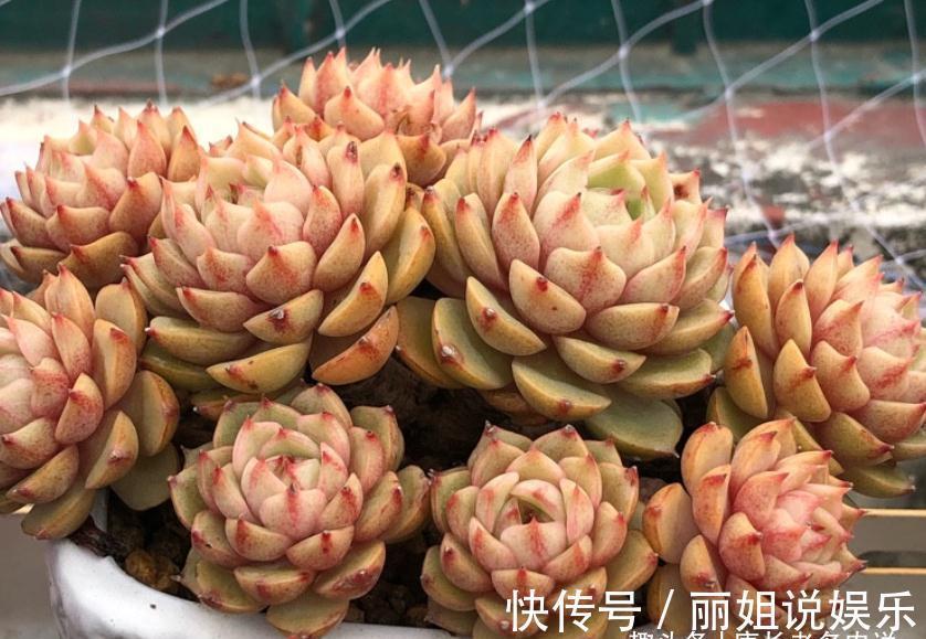 优点|多肉苯巴和蒂比都不易上色,但换盆的时候我决定淘汰蒂比而留苯巴