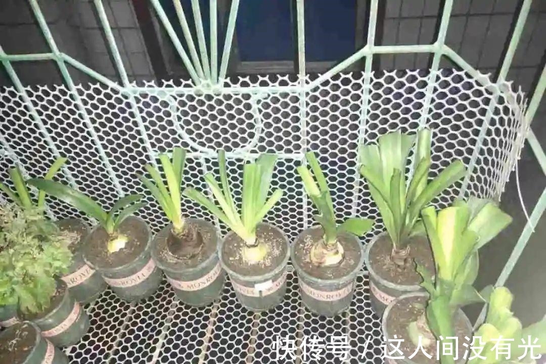 朱顶红埋土里,如何能年年开花,球变大、变多?