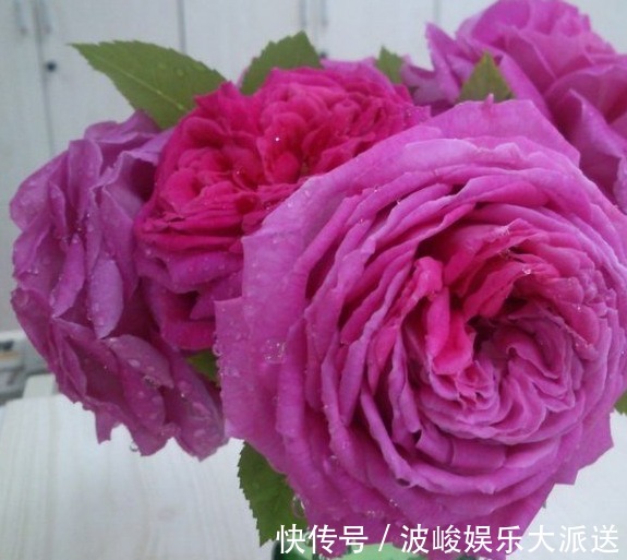 快乐园|今年最火花，一定是这款珍品月季，花大色艳，轻松爆盆，不养后悔