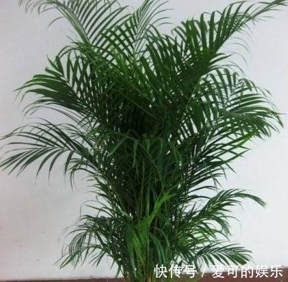 家里采光差，养上3种耐阴花，大气，上档次，皮实又好养