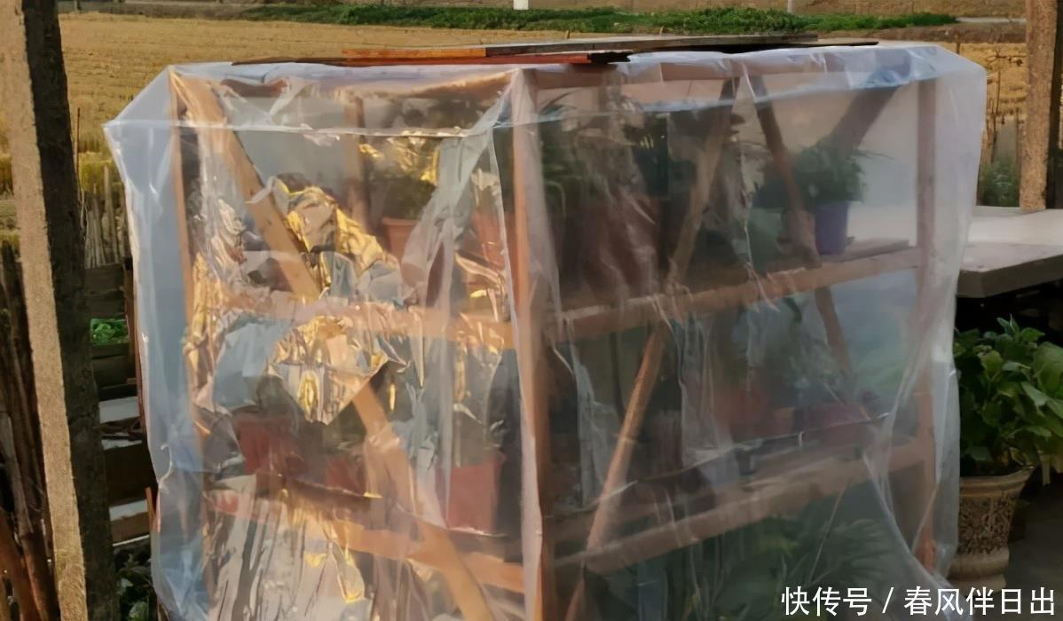 塑料袋作为生活垃圾，养花却堪称“全能”，用法多样