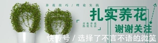 葡萄藤|老爸挖回一段“怪老藤”，养了小一年，爬到窗沿，挂了满墙果！