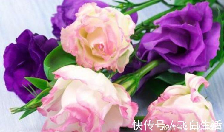 “4种花”好养又漂亮，花开媲美玫瑰，花朵姿态万千，美