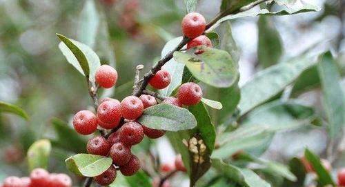 农民|农村一种野果子,农民当水果吃,却不知道它是止咳润肺的一大良药