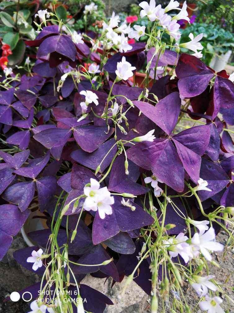 容易读错名字的花,每一种都常见,你中招了吗