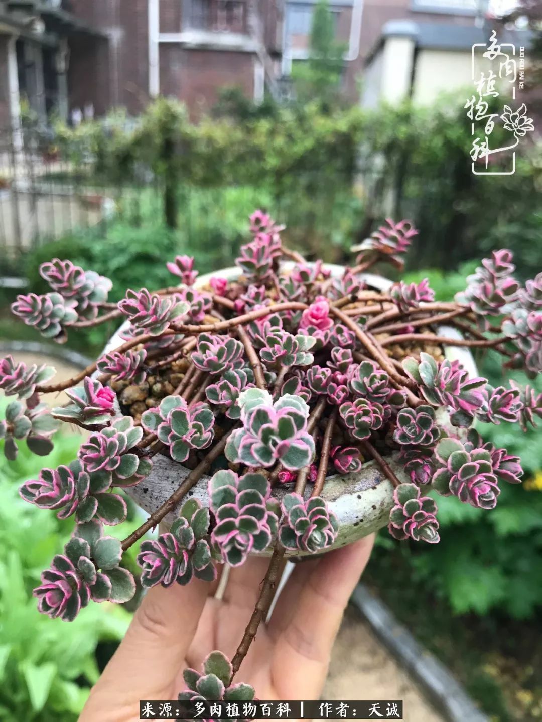 吃饱喝足，包邮区的多肉养精蓄锐准备渡劫！