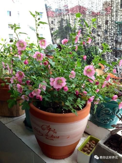 别养绿萝吊兰了,3种花剪根枝,插水里能活,开花一大片!