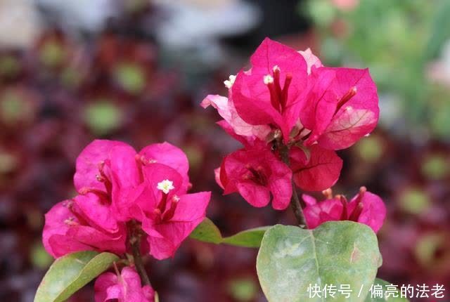 春天来了,三角梅不“萌芽”,对它“狠一点”,新芽全是花