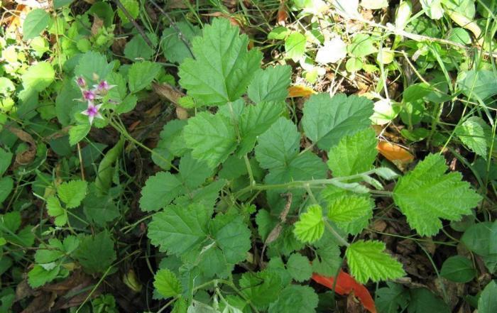  中药|这野草，人称“肾炎草”，是极品中药，农村很常见，遇见请重视