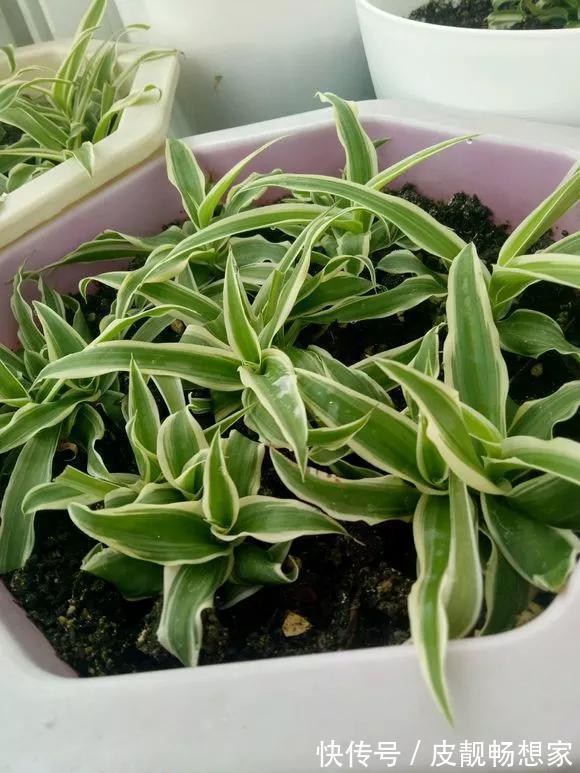 生根|5种花快扦插,生根超快,1周长出大白根,新手也能插得活