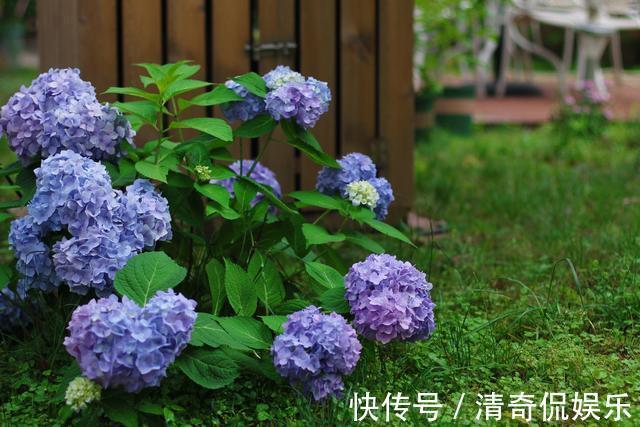 速度|想要绣球花秋季也能复花，需要做好几件事，生长速度快开花大