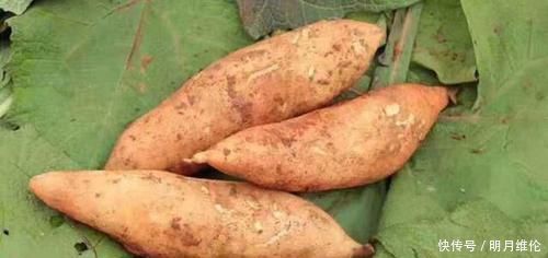 雪莲果功效众多,能有效预防便秘,唯独不要和两类食物一起吃