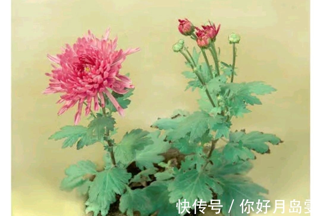 菊花阵!重阳节征联:英姿飒爽,问天下寒风,谁能破我菊花阵?邀对