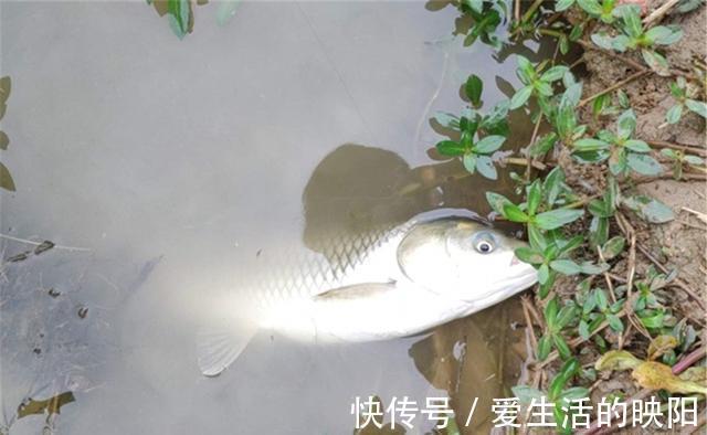 上涨|盛夏时节多大雨，雨后水位上涨是爆护良机，钓涨水鱼用这种钓法