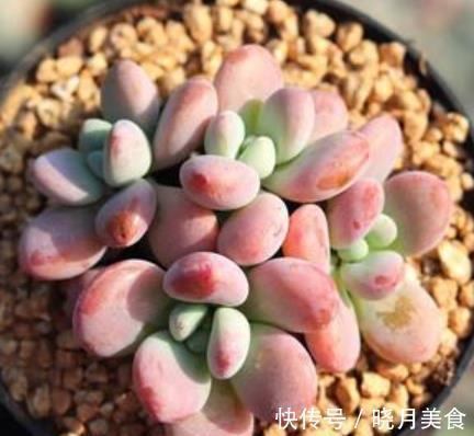 盘点5款“香香多肉”,好养好看颜值高,摆在阳台香气飘飘