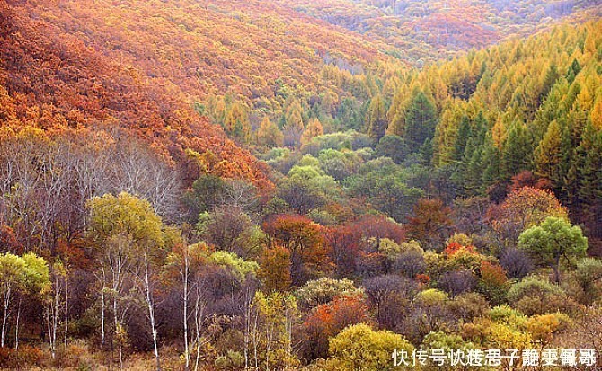 蒙古草原几乎没有树木和竹子，古代游牧民族用什么制作弓箭的？