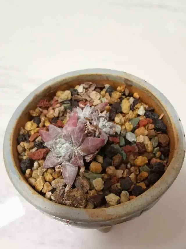 养成一个爱好的重要性和一个养肉人的日常!