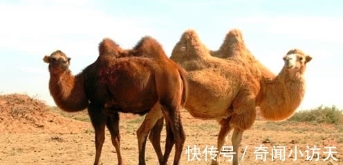 11条趣味冷知识，好玩又奇怪，但却都是真实存在的知识