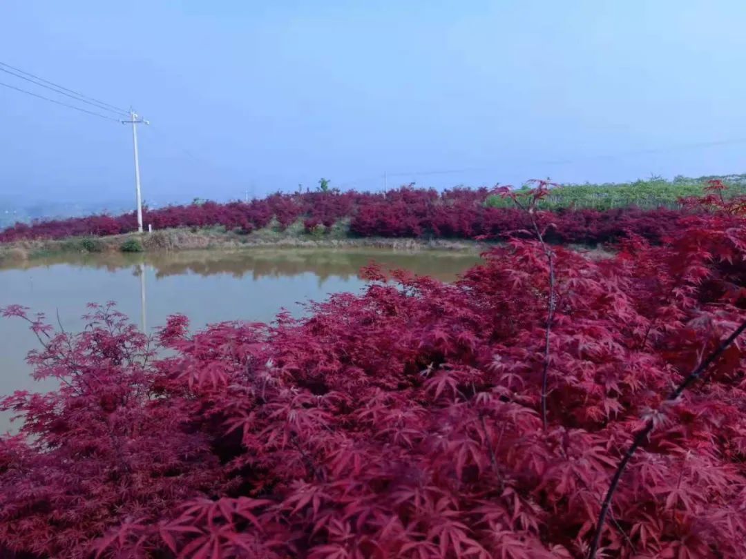 美景|太美啦，安州这个地方的桃花竞相开放