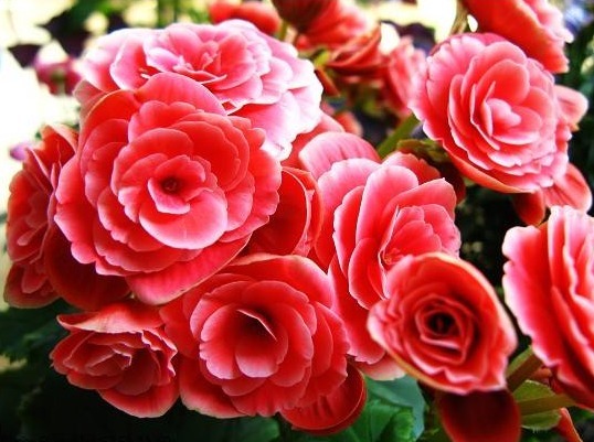 家养3种“海棠花”，个个都“惊艳”，年年开花上百朵，美爆了