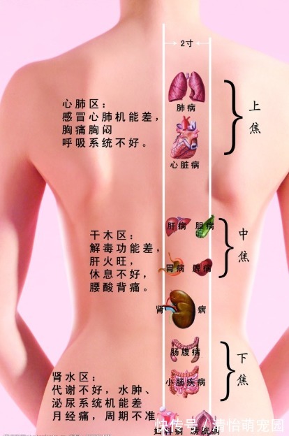 阳气|夏天开背，人活百岁！教你5个保养后背实用方法，身体健康不遭罪