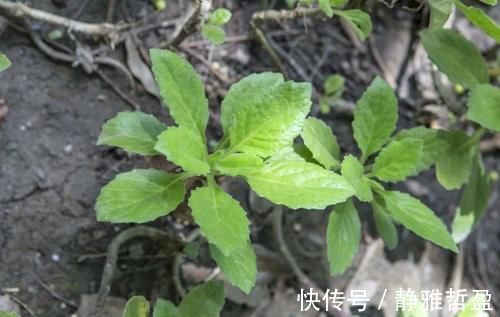 副作用|中药温和没副作用?重申:这3种常见的中药会伤肝,千万别乱吃